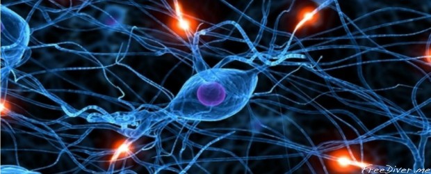 Нейроны человеческого мозга