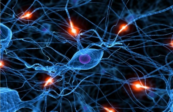 Нейроны человеческого мозга