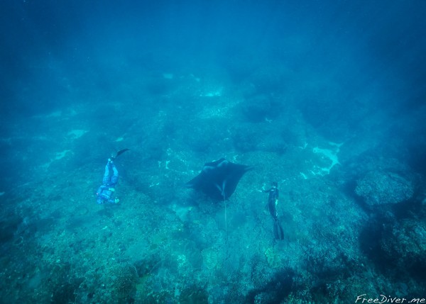 Фридайв-путешествие "Погружение". Фридайвинг с мантами Фридайв-путешествие "Погружение". Фридайвинг с мантами