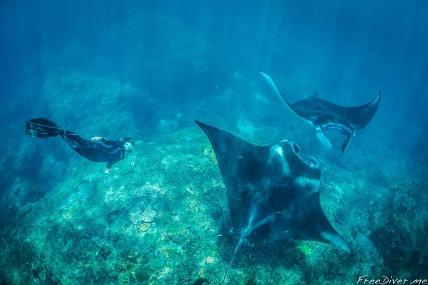 Фридайв-путешествие "Погружение". Фридайвинг с мантами Фридайв-путешествие "Погружение". Фридайвинг с мантами