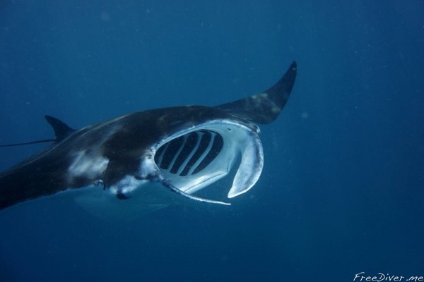 Фридайв-путешествие "Погружение". Фридайвинг с мантами Фридайв-путешествие "Погружение". Фридайвинг с мантами