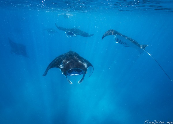 Новогодний фридайв-кэмп на Нуса Пениде Новогодний фридайв-кэмп на Нуса Пениде