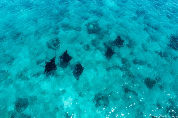 Manta Point в нац. парке Комодо Manta Point в нац. парке Комодо
