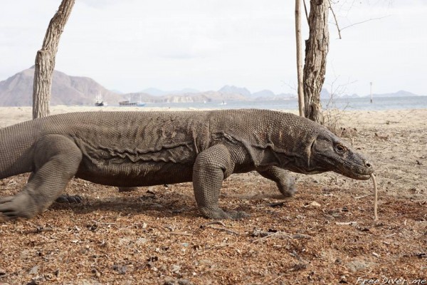 Фридайв-путешествие "Погружение" Фридайв-путешествие "Погружение"