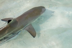 Фридайв-путешествие "Погружение". Раджа Ампат Фридайв-путешествие "Погружение". Раджа Ампат