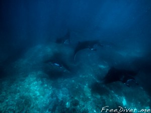 Фридайвинг с мантами на Нуса Пениде Фридайвинг с мантами на Нуса Пениде