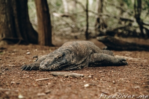 Фридайв-сафари по национальному парку Комодо Фридайв-сафари по национальному парку Комодо