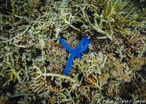 Фридайв-путешествие "Погружение". Раджа Ампат Фридайв-путешествие "Погружение". Раджа Ампат