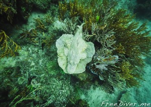 Фридайв-путешествие "Погружение". Раджа Ампат Фридайв-путешествие "Погружение". Раджа Ампат