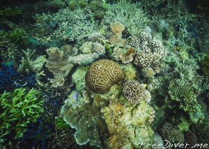 Фридайв-путешествие "Погружение". Раджа Ампат Фридайв-путешествие "Погружение". Раджа Ампат