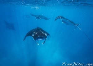 Фридайв-сафари на Раджа Ампат Фридайв-сафари на Раджа Ампат