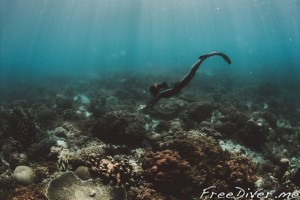 Фридайвинг на Комодо Фридайвинг на Комодо