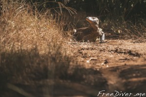 Комодский варан Комодский варан