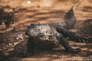 Комодский варан Комодский варан