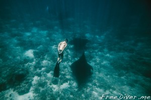 Фридайв-сафари на Комодо Фридайв-сафари на Комодо