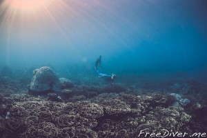 Подводный мир Комодо Подводный мир Комодо
