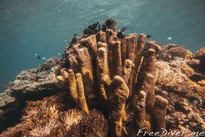 Подводный мир Комодо Подводный мир Комодо
