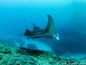 Фридайвинг с мантами на Нуса Пениде Фридайвинг с мантами на Нуса Пениде