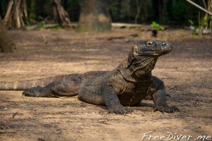 Комодские драконы Комодские драконы