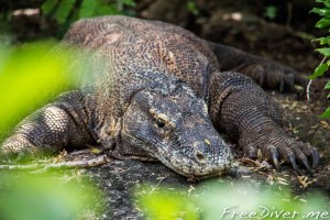 Комодские драконы Комодские драконы