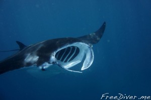 Фридайв-путешествие "Погружение" Фридайв-путешествие "Погружение"