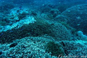 Обучение фридайвингу на Бали Обучение фридайвингу на Бали