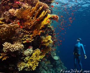 Обучение фридайвингу на Бали Обучение фридайвингу на Бали